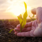 Farmer examining young green corn maize crop plant in cultivated agricultural field