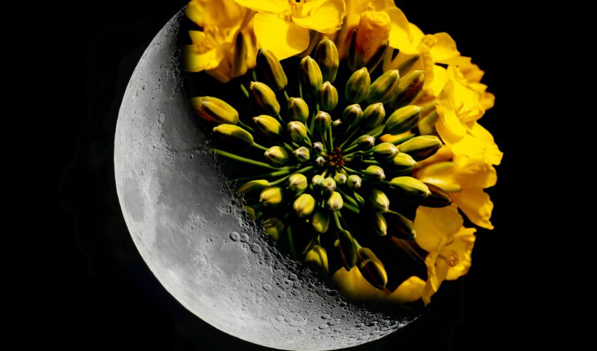 Luna primo quarto nel cielo notturno