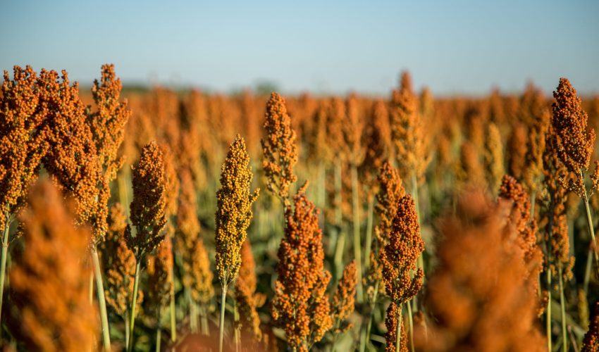 sorghum