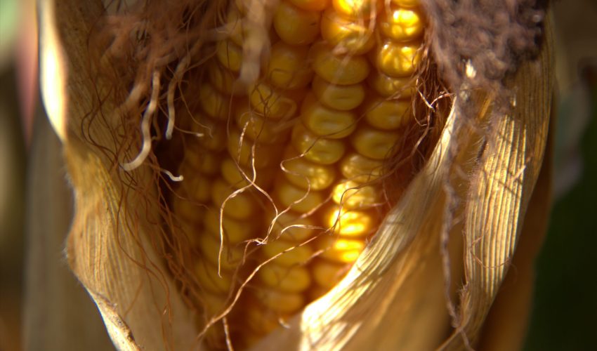 RAGT-AT-MAIS-Hexxagone Bio