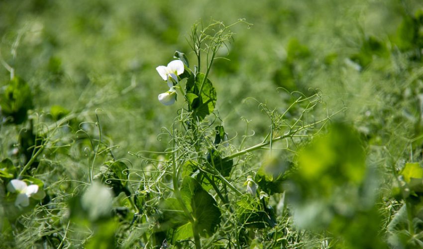 peas