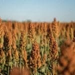 RGT DODGGE 1 sorghum plant web