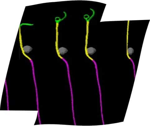 Strube Saatzucht Innovation phenotest 1.jpg 1