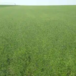 RGT RADA