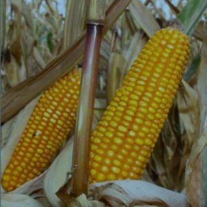 RGT MOGABRIX
