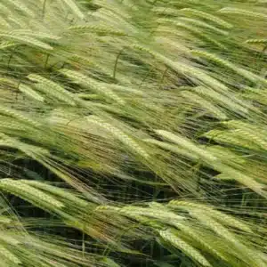RGT SEGONTIA