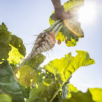 Empresa 13 Sugar beet with light 200713 str 0734