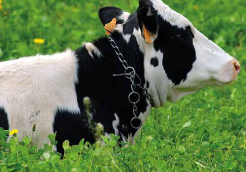 RGT MIX TREBOL BLANCO 1