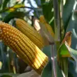 RGT MEXINI