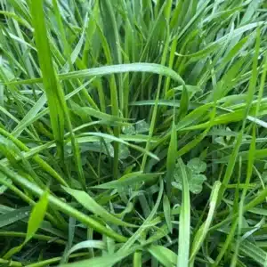 RGT NATUR COVER ONE