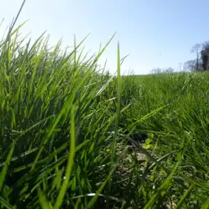 RGT BEAUVAL