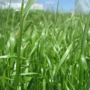 RGT KANAVERAL