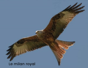 milan royal2
