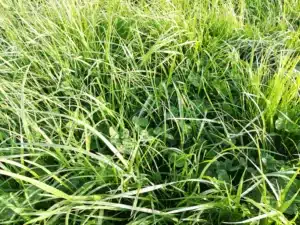 RGT MIX PERFO
