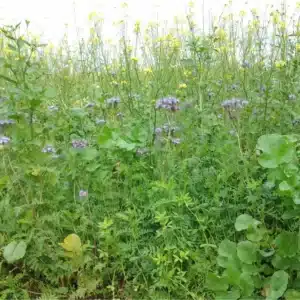 RGT COVER BIOMASSE