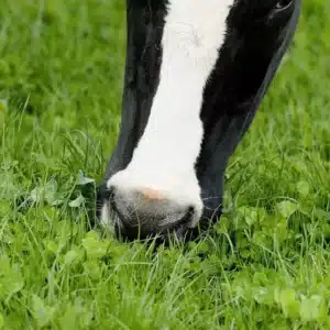 RGT MIX ESSENTIEL