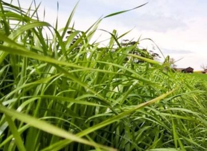 RGI raygrass italien