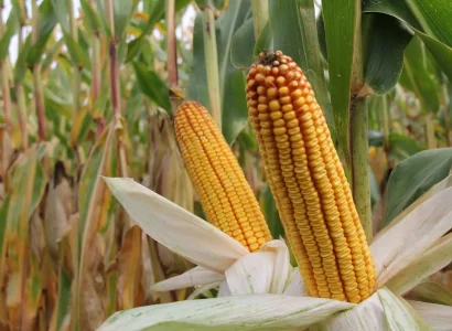 RGT-Lipexx-Mais-grain