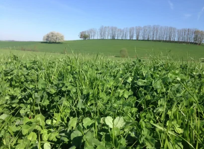 RGT MIX PROT 70