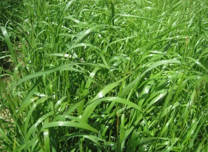 RGT_BAGGEL-ray-grass-fourrageres_2
