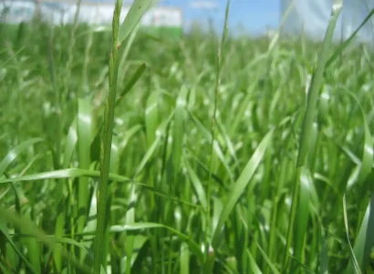 RGT_KANAVERAL_ray_grass_fourrageres