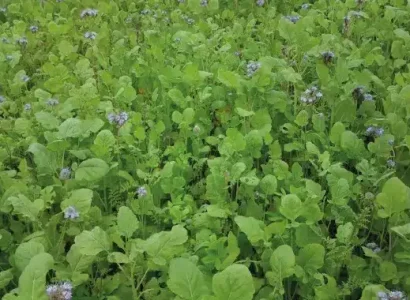 RGT_SOL BRASSICA_cultures_de_service_1