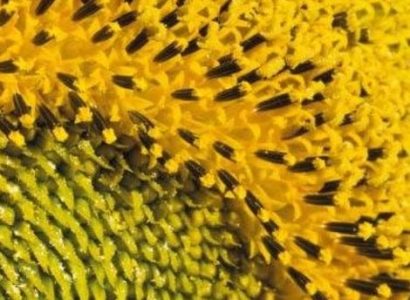 TOURNESOL HO