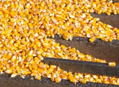 RGT-Lipexx-Maïs