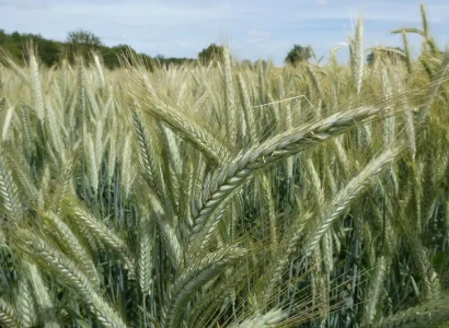 ragt-tricitale-1