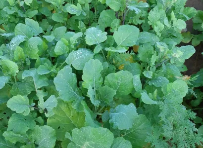 rgt_SOL BRASSICA_cultures_de_service