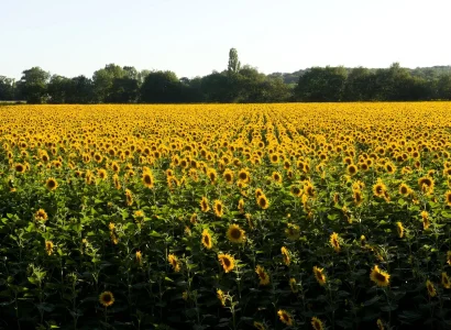 rgt_capitoll_tournesol_oleique_tres_precoce