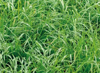 rgt_pulse_cultures_de_service_methanisation_cive