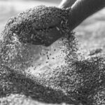 Wheat grains in hands at mill storage. Close up. Good harvest in the hands of farmers, big pile of grain