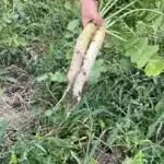 RGT MIX 4