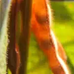 RGT STOCATA
