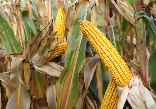 RGT-EXXACT-kukorica-SZEMES-SILO
