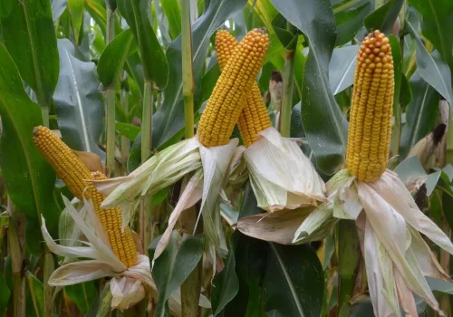 RGT-Exxki-DUO-kukorica-szemes-silo