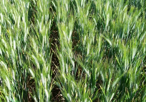 RGT-Karur-DURUM-BÚZA