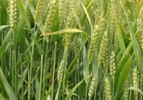 RGT-Rubisko-oszi-buza