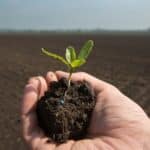 Teaser_Sugar-Beet_Emergence