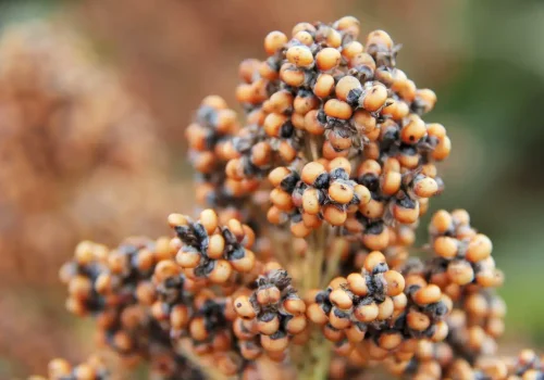 rgt_aliggator_sorgo
