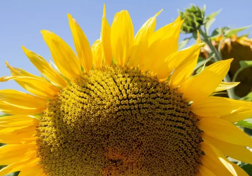 rgt_angello_girasole