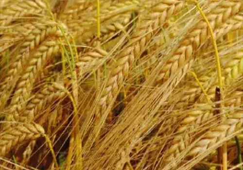 rgt_calanque_orzo