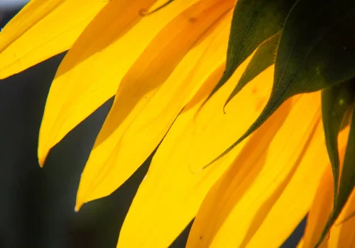 rgt_capitoll_girasole