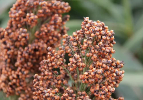 rgt_swingg_sorgo