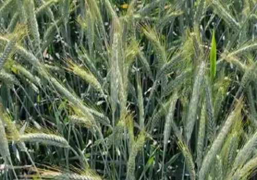 rgt_tribeca_triticale