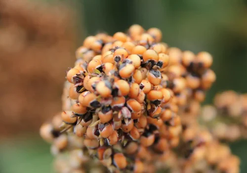 rgt_vegga_sorgo