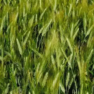 MARAKAS