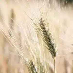 RGT NATUR