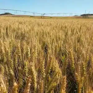 RUBISKO